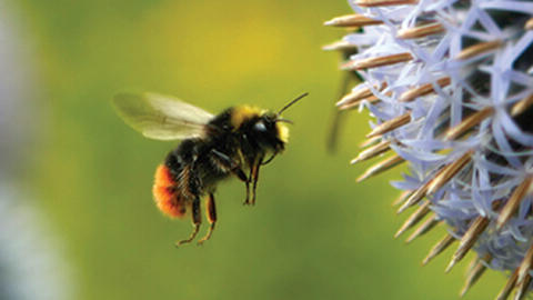 bee flying towards flower